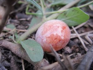 Mustika Batu Jin Ari