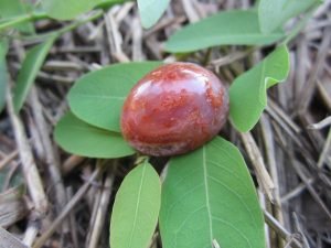 Mustika Combong Drajat