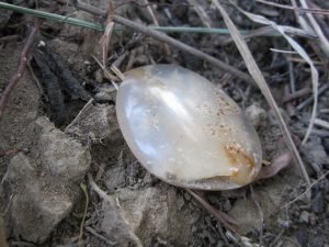 Mustika Combong Ratu Kuwuk Jagad