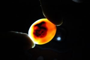 Mustika Kyai Jalak Gunung Lawu