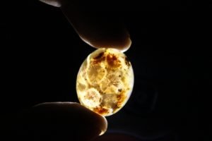 Mustika Macan Tutul Gunung Ceremai