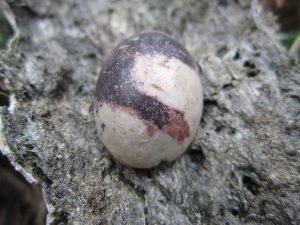 Mustika Sapu Angin Jagad