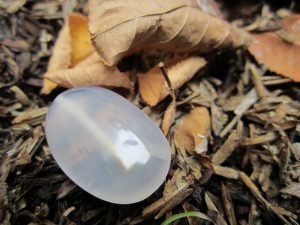 Mustika Tongkat Sakti