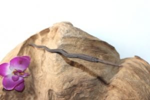 Pusaka Cacing Kanil Gunung Srandil