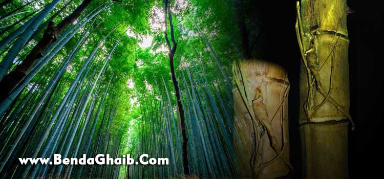 Pring-Petuk-Asli-dan-Kegunaanya